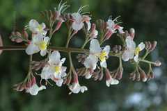 Aesculus indica